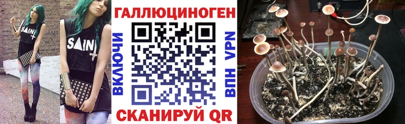 Псилоцибиновые грибы Psilocybine cubensis Волжск